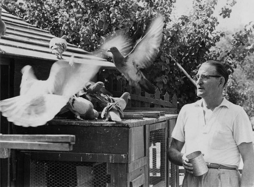 Otto Winkelmann training homing pigeons
