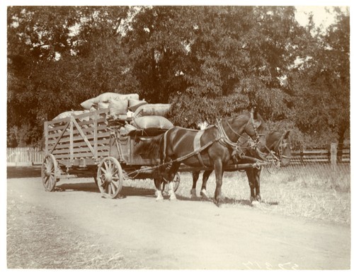 Horses Connected to Cart
