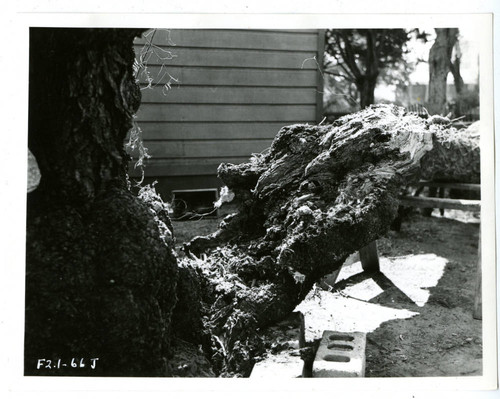 View of a damaged pepper tree at Plummer Park