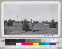 R. F. Grah inspecting English holly trees in the Holman plantation of 150 acres near Watsonville. The tractor is used to cultivate the trees