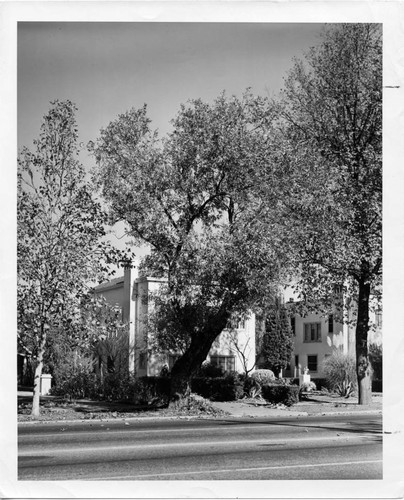 1947 Tree on The Alameda