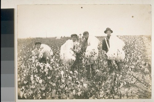 [Boys with cotton bales]