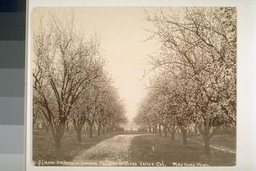 Almond orchard in blossom, February, Santa Clara Valley, California. [No. cropped]