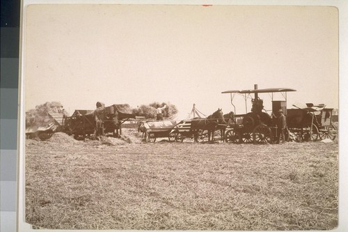 Threshing sweet peas