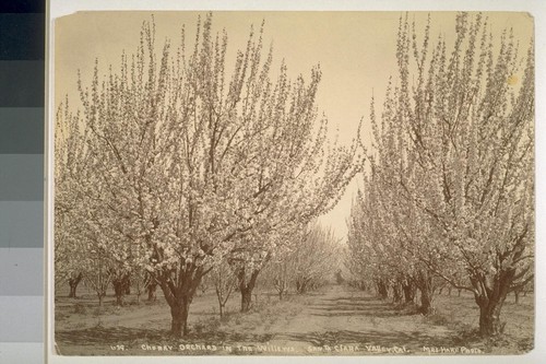 Cherry orchard in the willows, Santa Clara Valley, California. No. 639