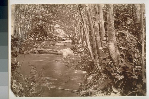 Creek scene Congress Springs, near Saratoga, California