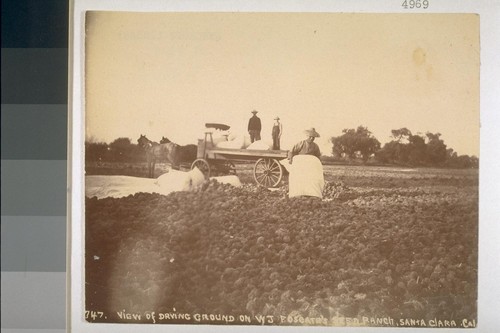 View of drying ground on W.J. Fosgate's seed ranch, Santa Clara, California. No. 747