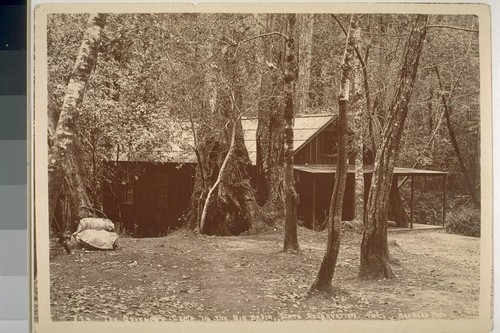 The Govenor's Camp in the Big Basin, state reservation, California No. 874