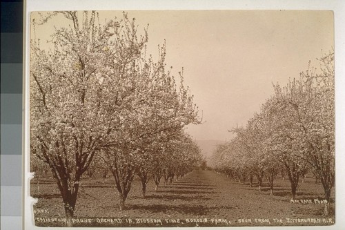 California prune orchard in blossom time, Sorosis Farm, seen from the Interurban R.R. No. 205