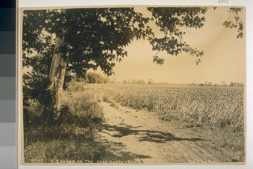 A corner on the seed ranch, Santa Clara, California No. 757