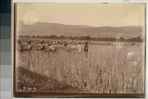 [Workers in field]