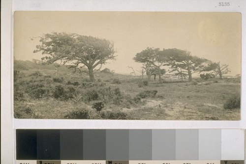 [Cypress trees, Monterey]