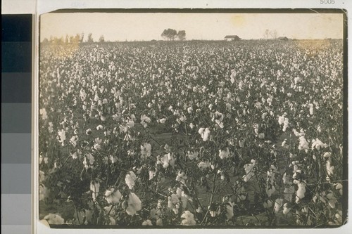 [Cotton field]