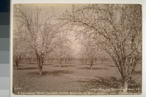 A California prune orchard where branches of snowy blossoms meet o'erhead, seen from the Interurban Electric R.R., Santa Clara Valley, California. No. 203