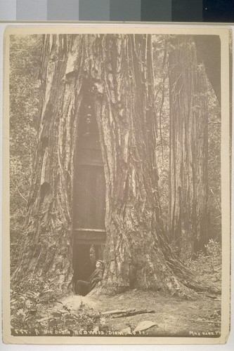 A Big Basin redwood, diameter 20 feet