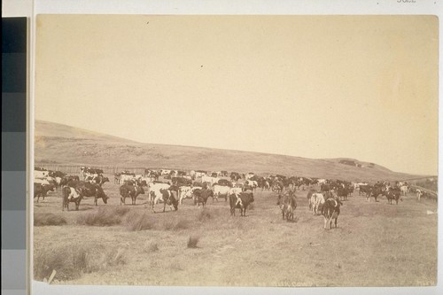 A dairy ranch near Santa Cruz. Two hundred head of milk cow