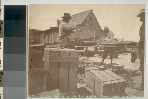 Chinese putting on bait for fishing, Chinese village, near Monterey. No. 840