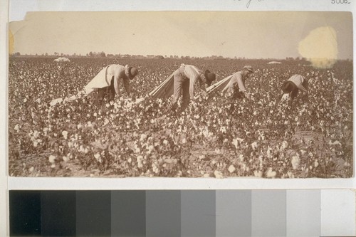 [Cotton pickers]