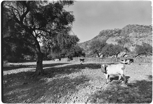 Corrals at Rancho Las Tinajitas in the Mulegé region