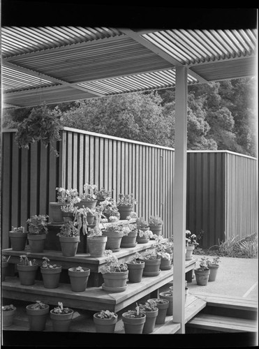 [DeBretteville, Mr. and Mrs. Charles, residence]. Shade structure and pots