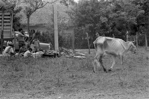 Cow grazing, La Chamba, Colombia, 1975