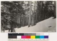 Lodgepole pine -white fir stand at an elevation of 8200 feet, north exposure. SBM