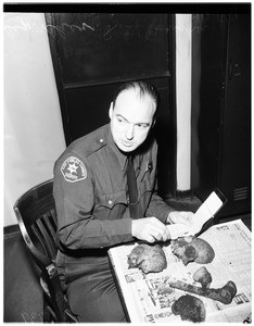 Human skull found, 1951