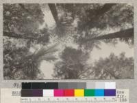 Butte Creek. Plot #14. Showing crowns. One yellow pine, one sugar pine and white fir. Not included in yield study; too old - 155 years. Schumacher, 1925