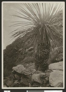 Yucca from the Colorado Desert