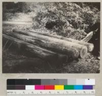 Test pole of Douglas fir treated prior to cutting with Gordon salts. Poles set in 1928 near Navarro; pulled and examined October 13, 1935 in presence of Drs. Sampson, Gordon, Randall and Kofoid and E. Fritz. From left to right marks are 1111; 111; check pole, no treatment; 13; 19. 10-13-35. E.F