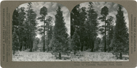 Incense cedars (Libocedrus decurrens) in Yosemite National Park, Calif., Sc 50