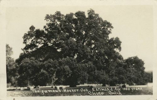 Hooker Oak Tree