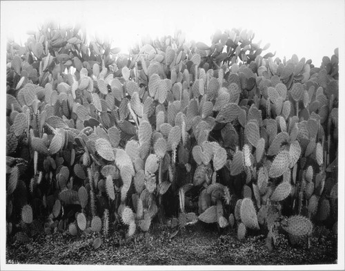 Cactus hedge at Mission Solano