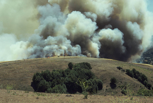 A wildfire burns on the San Anselmo side of the Terra Linda-Sleepy Hollow Divide, Marin County, June 14, 1976 [photograph]
