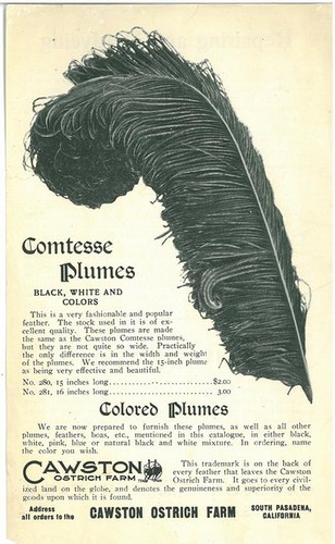 Cawston Ostrich Farm Advertisement Sheet, Comtesse Plumes (Front)