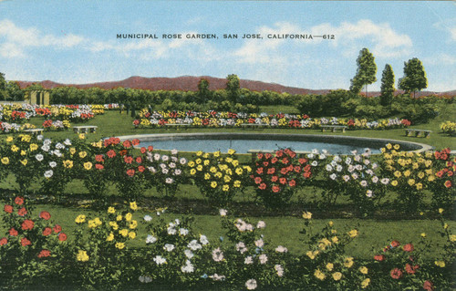 Postcard of the Municipal Rose Garden, San Jose, California
