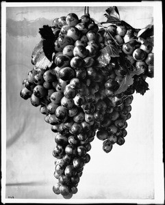 Grape cluster specimen, ca.1898