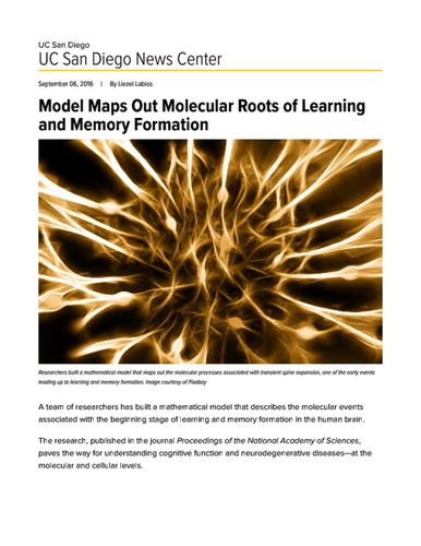 Model Maps Out Molecular Roots of Learning and Memory Formation