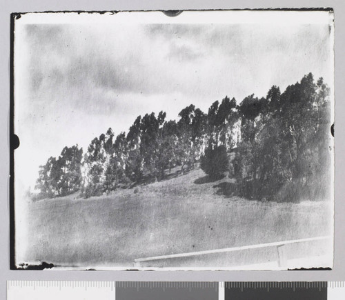 Jack London Ranch, eucalyptus trees