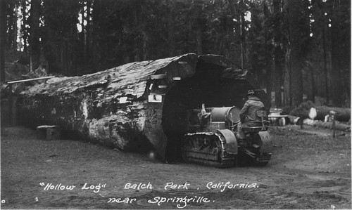 Hollow Redwood Log, Balch Park, Springville, Calif., 1930s