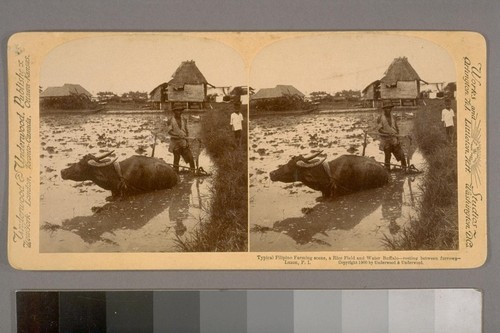 Typical Filipino Farming Scene, a rice field and Water Buffalo--resting between furrows, Luzon, P. I. [Philippine Islands]