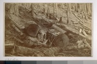 Lumbering - cutting redwoods