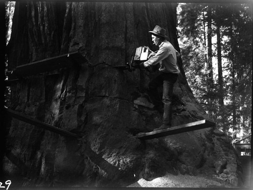 Hazard Trees, Felling giant sequoia at lodge