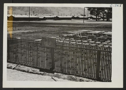 Open growing bed for guayule plants. Plot 4 at this War Relocation Authority center for evacuees of Japanese ancestry. Photographer: Lange, Dorothea Manzanar, California