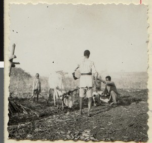 Qanquree teaching young oxen, Ethiopia