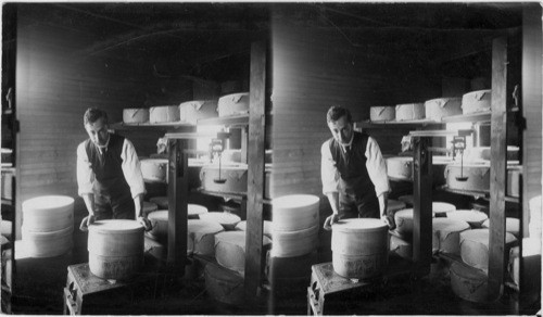 Curing Room of a Cheese Factory. Boxing the Cheese, East Aurora, N.Y