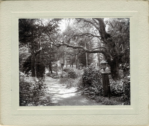 Photograph of a path at Mills College