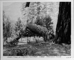 Sugar pine in California National Forest, Mendicino [sic] County
