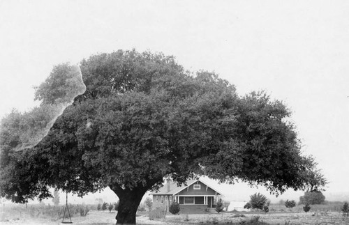 Glendale house with large oak