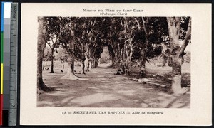 Road of mango trees, Central African Republic, ca.1900-1930
